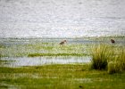 Grutto (Black-tailed godwit) (Limosa limosa) - Ogii Nuur 14-08-2016 (2)